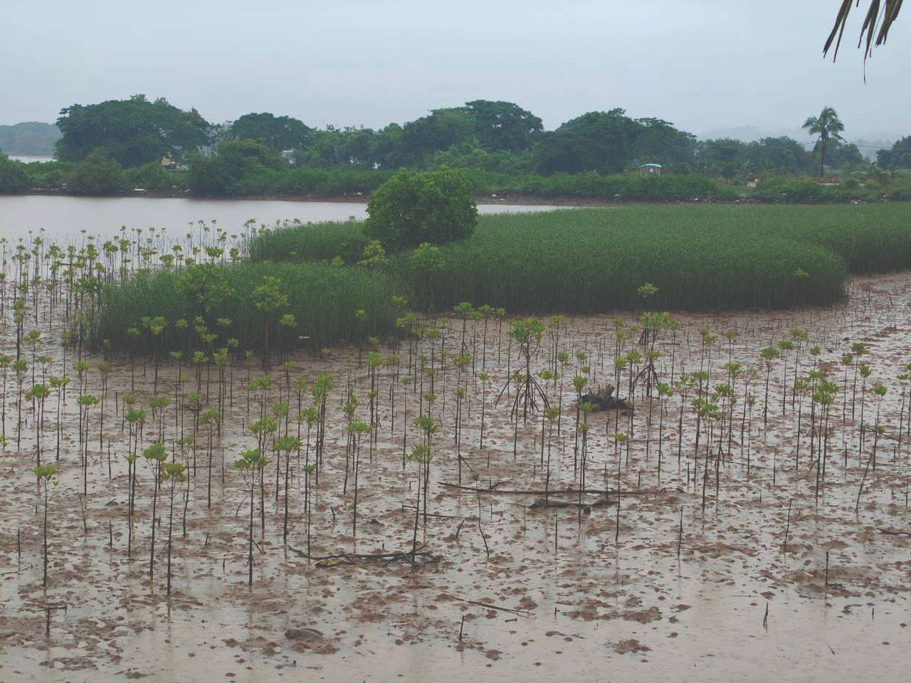 Mangrove restoration along the Netravati riverbank in Mangaluru